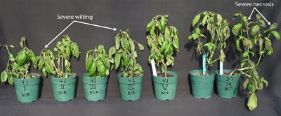 Preharvest and postharvest techniques that optimize the shelf life of fresh basil (Ocimum basilicum L.): a review